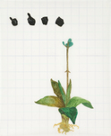 Tamara K. E., untitled (from the series: Run Antonin), 2014