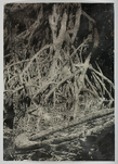 Stefan à Wengen, Nightology (Dead Canoe), 2007