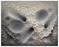 Chun Kwang Young, Aggregation 15-JL039, 2015