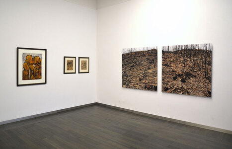 Baum_IFA_1264BE2015nw.jpg (c) Beck & Eggeling International Fine Art